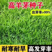 草籽草坪种子高羊茅种子护坡固土草坪庭院公园四季常青易种植草种