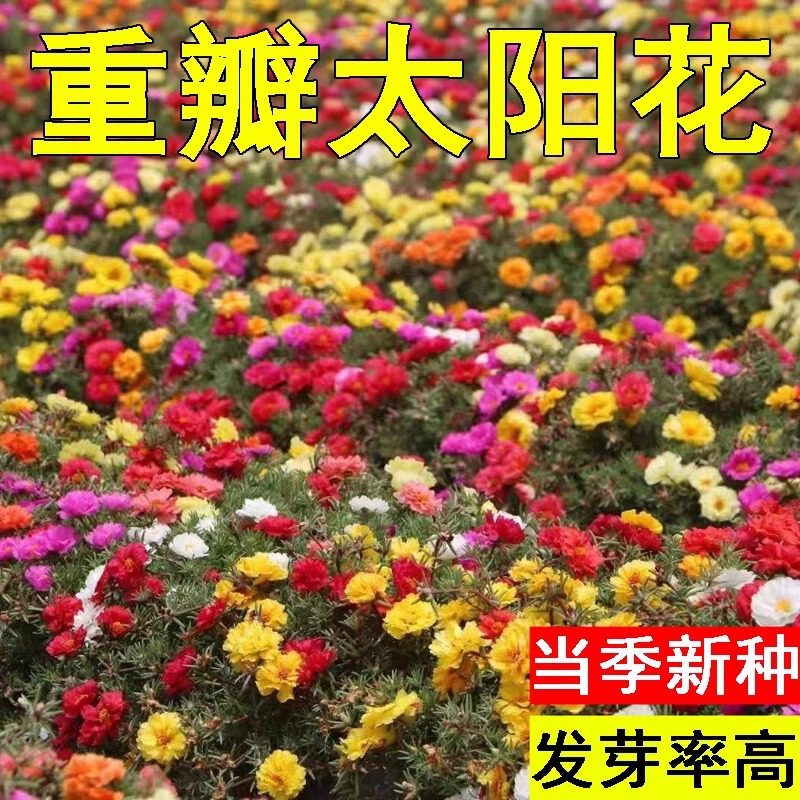 Double-Flowered Sunflower Seeds, Mixed Colors, Imported, Multi-Layered Large Flowers, Easy to Grow, Suitable for Indoor and Outdoor Balcony Potted Plants