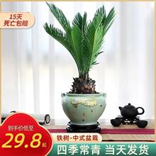 铁树盆栽植物室内花卉好养盆栽桌面迷你小植物茶桌禅意苏铁小盆景