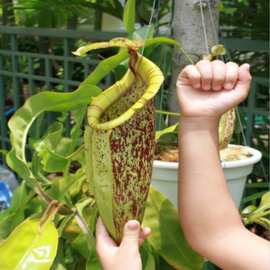 食虫植物-黛瑞安娜猪笼草小苗大型猪笼草批发厂家直销一件批发