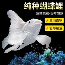 ��������ˮ�^�p�~ʯ��׶������w�{�^�Lβ�\���~����w���~