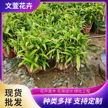 ��~����С������ļ����ͥԺ�G�����̵�·�G��������~�������l