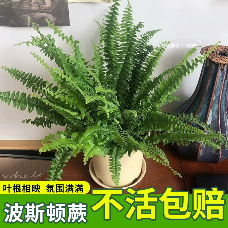 Бостонские папоротники, озеленение в горшках, крытая длинная лоза, свисающие орхидеи, папоротник, почечный папоротник, комнатная зеленая посадка