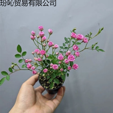 ������횻ݼ���΢�¼��ļ��_���҃ȾGֲ����С����