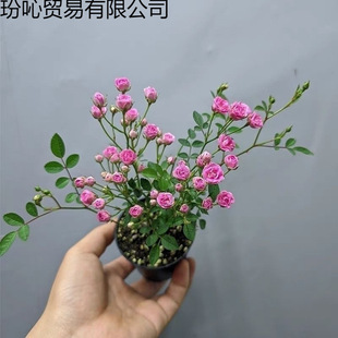 ������횻ݼ���΢�¼��ļ��_���҃ȾGֲ����С����