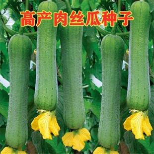 Meat Seeds, Four-Season Extra-Large Spring Early-Maturing Vegetable Seeds, Farm Spring and Summer Seedlings