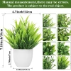 Spring grass potted