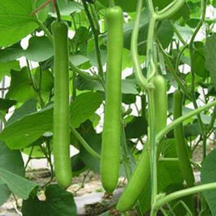 �O��G��ӷN�ӾG�������ϷN���ļ����ﲥ�߲˷N��ͥԺ���N�͟�