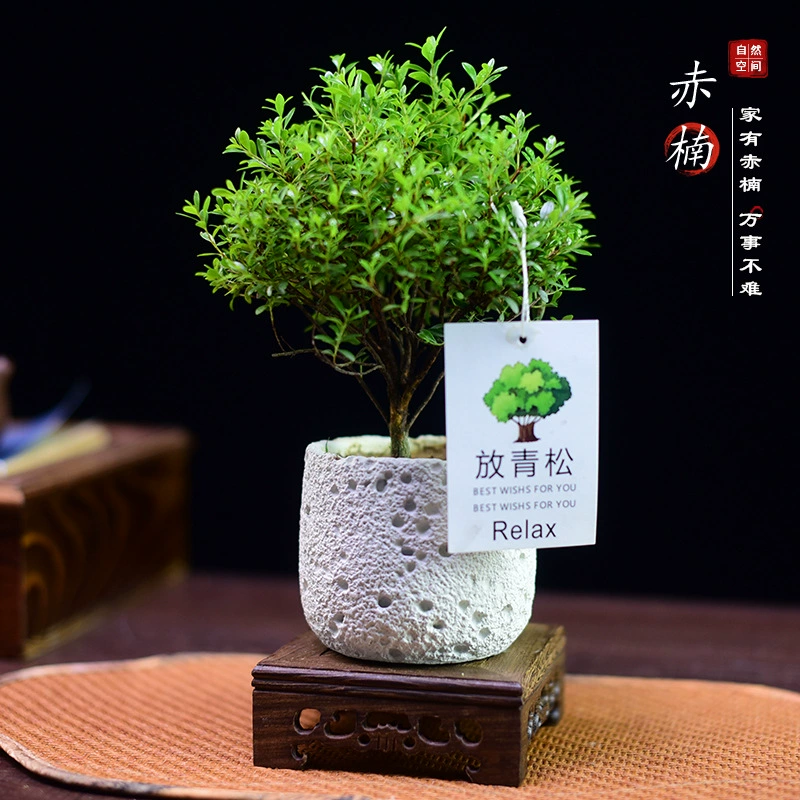 Малолистное красное nan старое растение бонсай с корягой, микроландшафт, офис, гостиная, комнатный рабочий стол, легко обслуживать круглый год, вечнозеленое растение в горшке