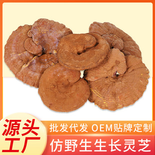 ���w�`֥1000g/�������`֥�ݾ��Ҝ���ș�Ļ��ع��Sֱ�N