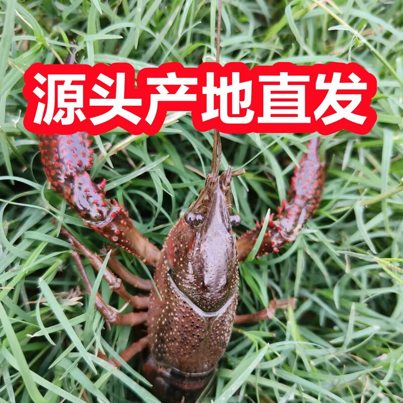 Hubei Fresh Live Crayfish 234 Yuan, Small Green and Small Red Live Shrimp, Fresh Aquatic Products, Not Qianjiang Crayfish, for Commercial Use