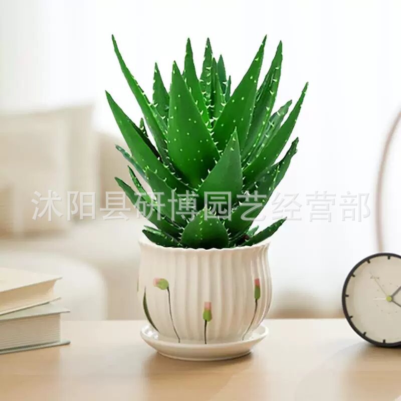 Curacao Aloe Vera sala de macetas belleza irrigación piel verde escritorio de oficina carne ciudad que nunca duerme Aloe Vera flores cactus