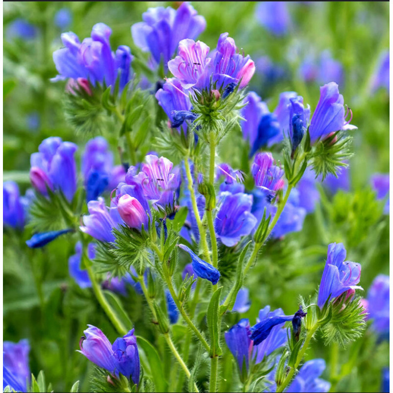 Semillas de flores, semillas de flores.