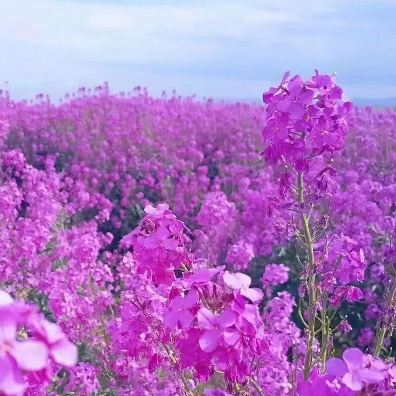 蓝香芥种子四季种易活开花不断多年生花海种子室外庭院兰香芥花籽