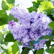 ���㻨���������̨ͥԺ���㻨���ļ��^�p�ͺ��Gֲ��޽��϶��㻨