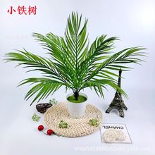 ����Gֲ ����ާ�ֲ��9�^�F��Gֲ���� ���ϼٻ�ֲ��������