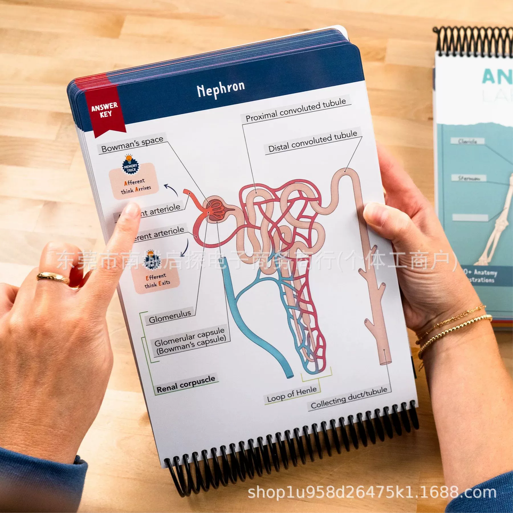 Новый предмет — рабочая тетрадь по анатомии с метками (Anatomy Label Lab Workbook)