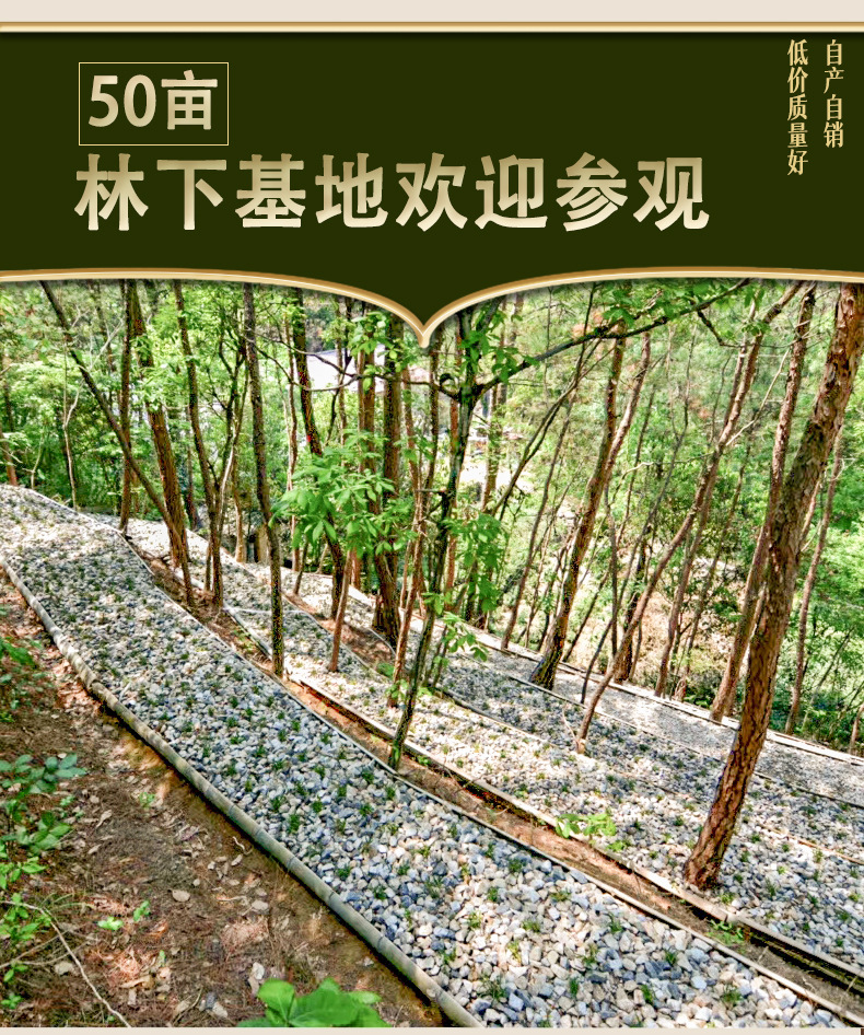 10选择我们—林下种植-拷贝_01.jp