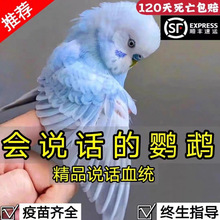 虎皮鹦鹉活鸟会说话的大头鹦鹉手养宠物小鸟活鸟幼鸟活物观赏