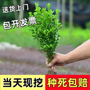 Holly Tree Seedling Four Seasons Greening Seedling Tree Flower Base Leaflet Boxwood Courtyard Fence Fence Seedling Shrub Boxwood Ball