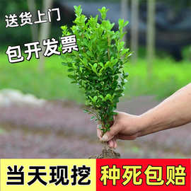 冬青树苗四季绿化苗木花木基地小叶黄杨庭院围墙篱笆苗灌木黄杨球