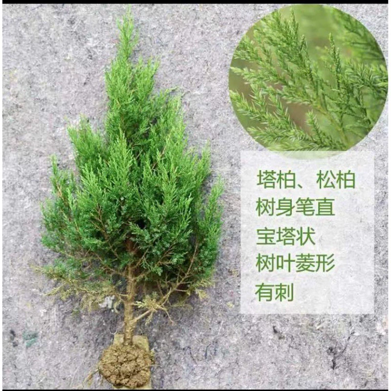 Китайский кипарис, арборвита, пагодный кипарис, сосна, кипарис, тюха, плоский кипарис, китайская сосна Цинмин, памятная сосна, саженцы для озеленения сада.