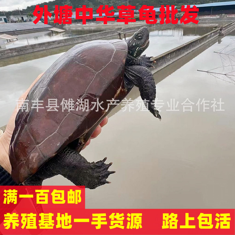 超大中华草龟外塘活物活体放生小乌龟宠物黑金草黑腹墨龟批发镇宅