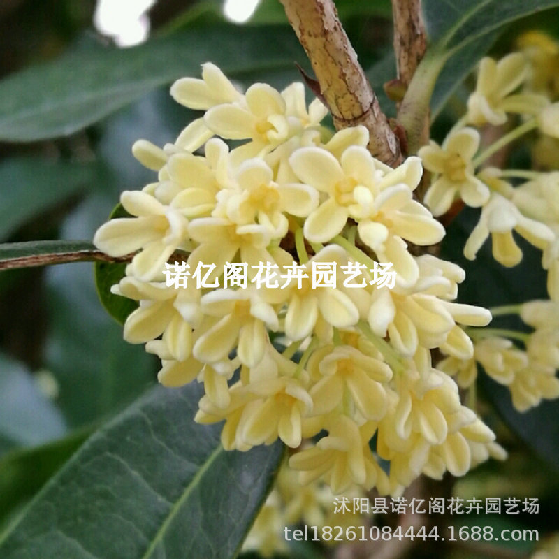 桂花树苗桂花苗金桂丹桂苗四季桂状元朱砂红血桂八月桂银桂花小苗