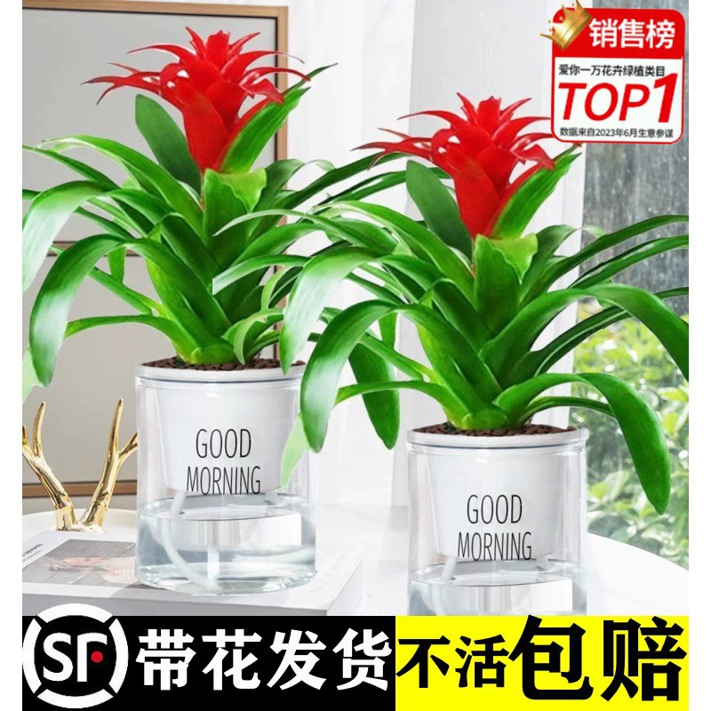 Растение в горшке Lucky Fortune, большой горшок, подходит для демонстрации в гостиной, комнатный цветок, легко ухаживать в любое время года.