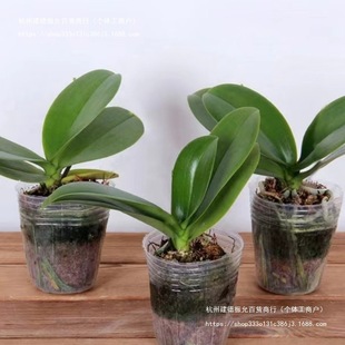 �����m�������Դ����҃ȿ͏d�[��ֲ�ﻨ���ļ����B��