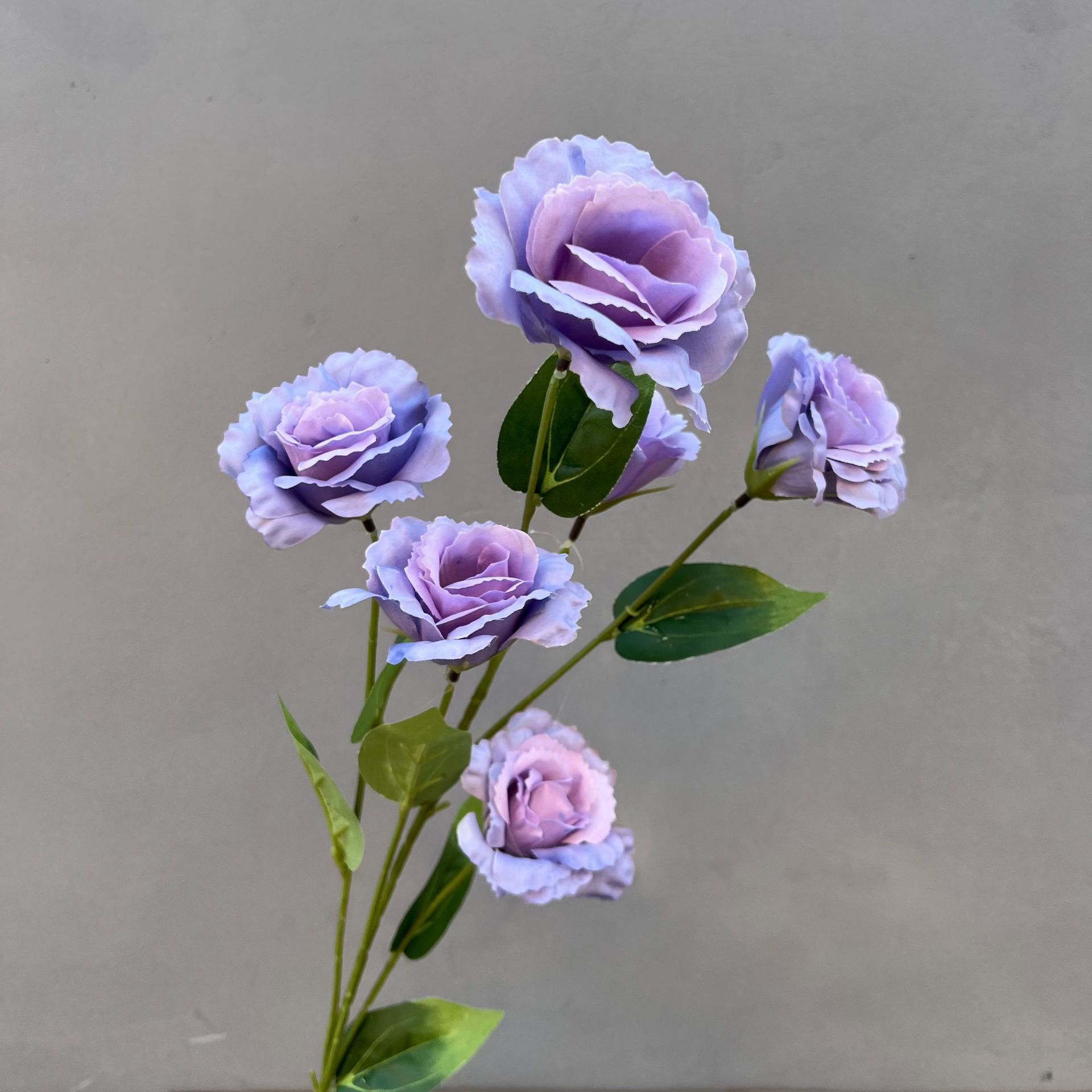 Platycodon grandiflorum-보라색