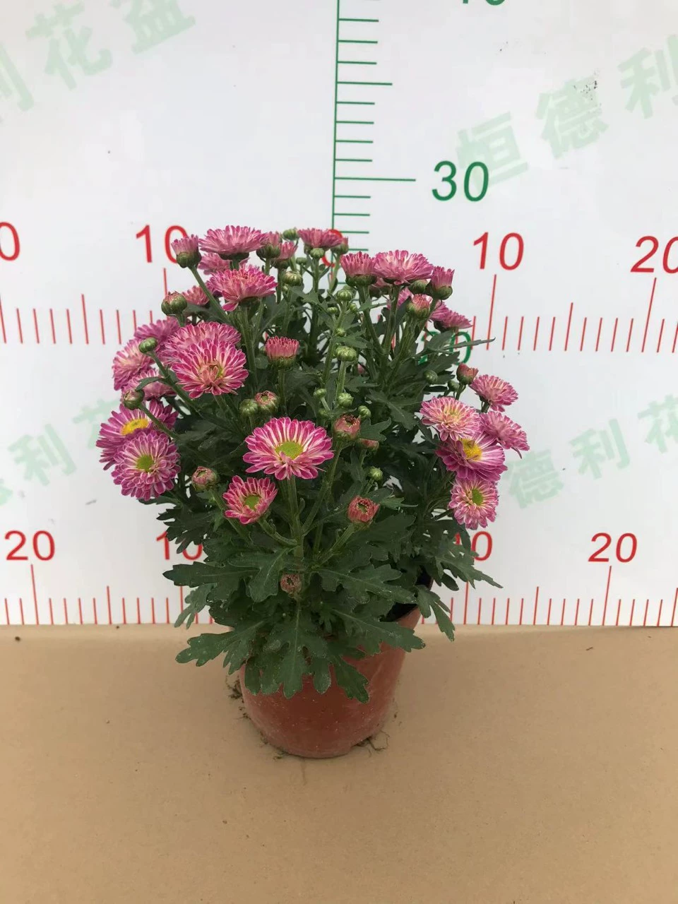 2203 Базовая оптовая хрустальная хризантема 140 # цветы в горшках