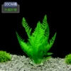 20cm tall large leaf grass