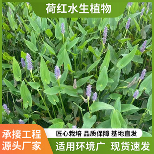 Aquatic Plant Barracuda Grass Sea Longevity Flower Purification Water Quality Improvement Wetland Greening Plant Flower Manufacturer Wholesale
