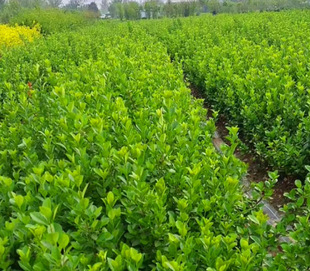 һ�����l���������ļ�����ͥԺ�G�������h�����L���f���౱������