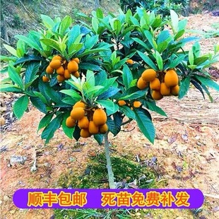 枇杷树上嫁接苹果口感好吗