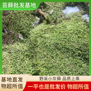 Garden House Garden Decoration Wild Picked Small Gray Moss Breeding Plant Moss Turf Green Space Lawn Moss Wholesale