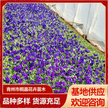 �����������ݻ��ܻ��ع��� �������@�����^�p�r��ݻ� ��ɫ������