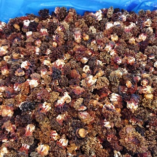 �S�����l������ �F؛���|������ �a��ֱ�NȥƤȥ�����