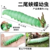 BY8054 Two -tailed 5 butterfly larvae