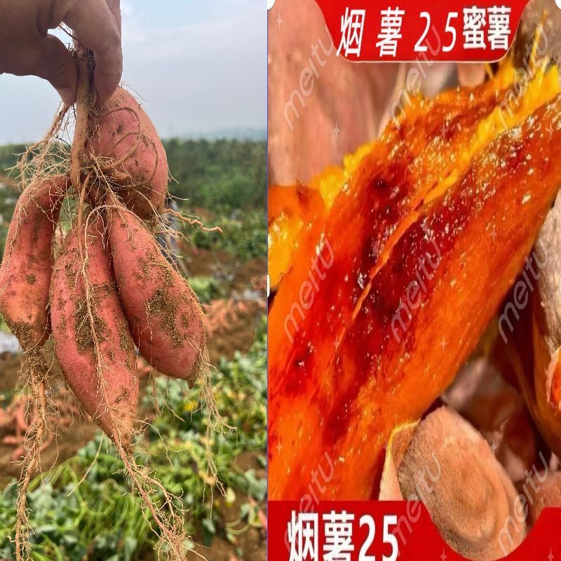 红薯山东烟薯25号红薯新鲜沙地蜜薯代发烤红薯地瓜专用批发山芋