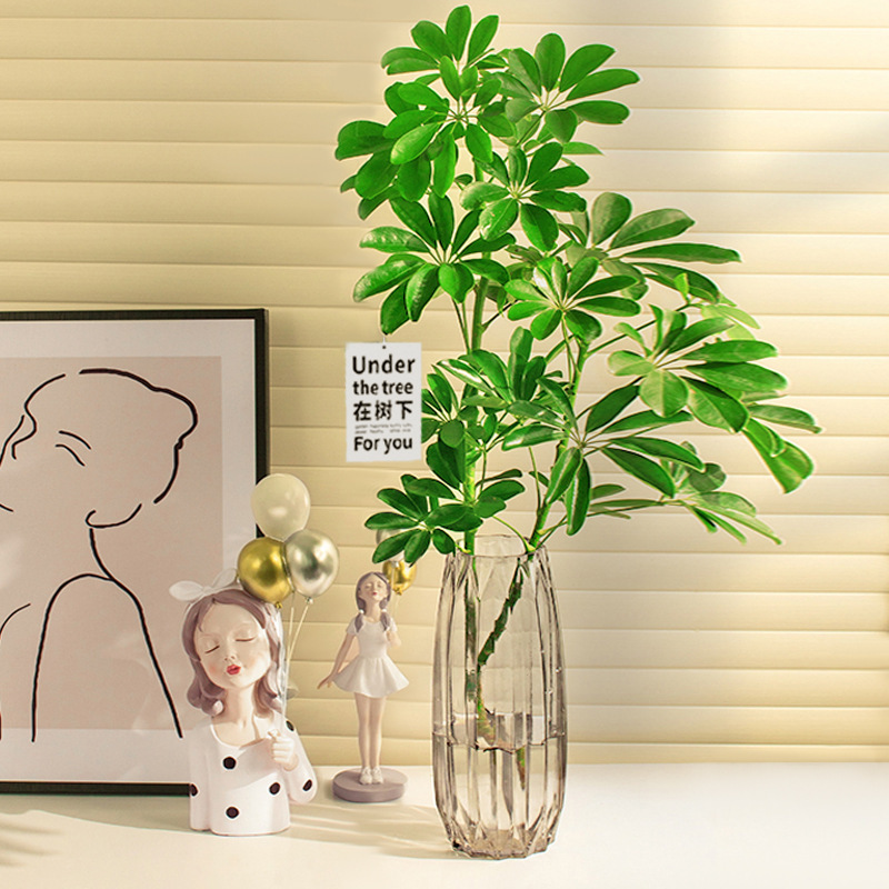 Hydroponic Duck Foot Wood Potted Green Plants Indoor Living Room Fresh-Cut Japanese Hanging Bell Flat Water-Raised Horse Drunken Wood under the Tree