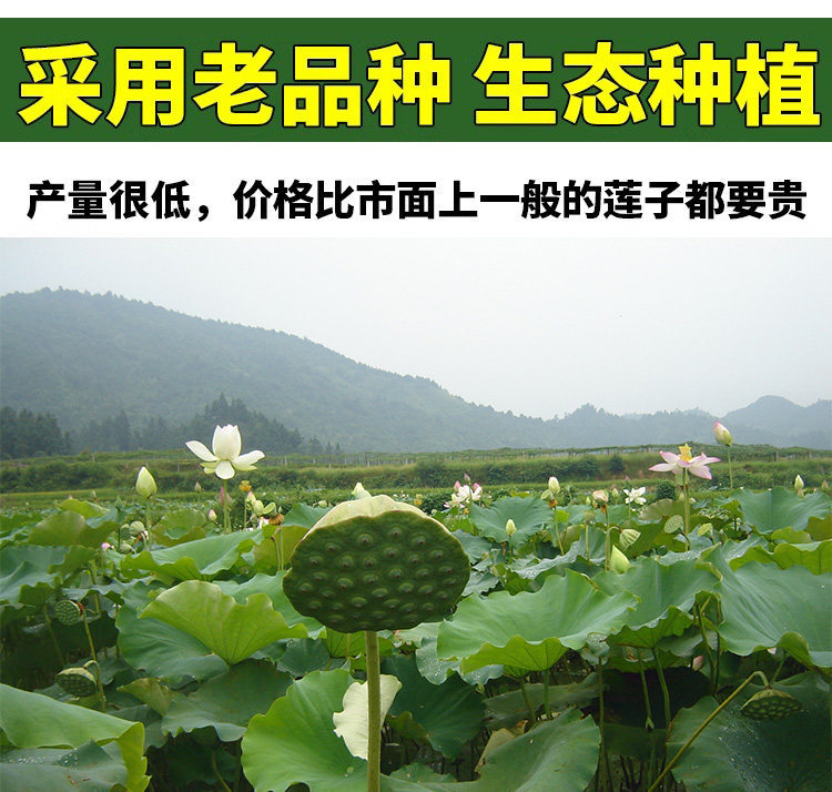 Jianning White Lotus Seeds 2025 Hand Peeled Dried Lotus Seed 500g No Sulfur for Soup and Congee quality and texture