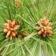 坚果树苗 美国巴西松子苗果松苗东北红松子树苗西藏白皮松子树苗