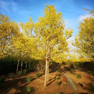 �G����ɫ��ľ���~��  ���~�ܘ��� ���~�����L���� Ҏ��ȫ�r�����l