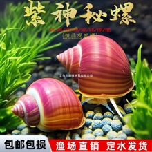 �����^�p���O���ݺڽ������ذ��R���[�坍���幤���ݻ��w��