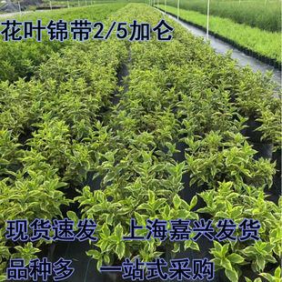 ���~�\�����Խ��~�\���������ͺ��͟Ứ��ľ���@�������~�^�~ֲ��