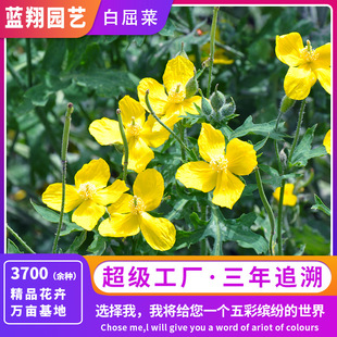 Դ�^�S�����l�����˷N�ӵ��S�B ţ�� ���c�����ļ���ͥԺ���N��