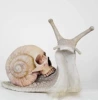 Skeleton Snail - White