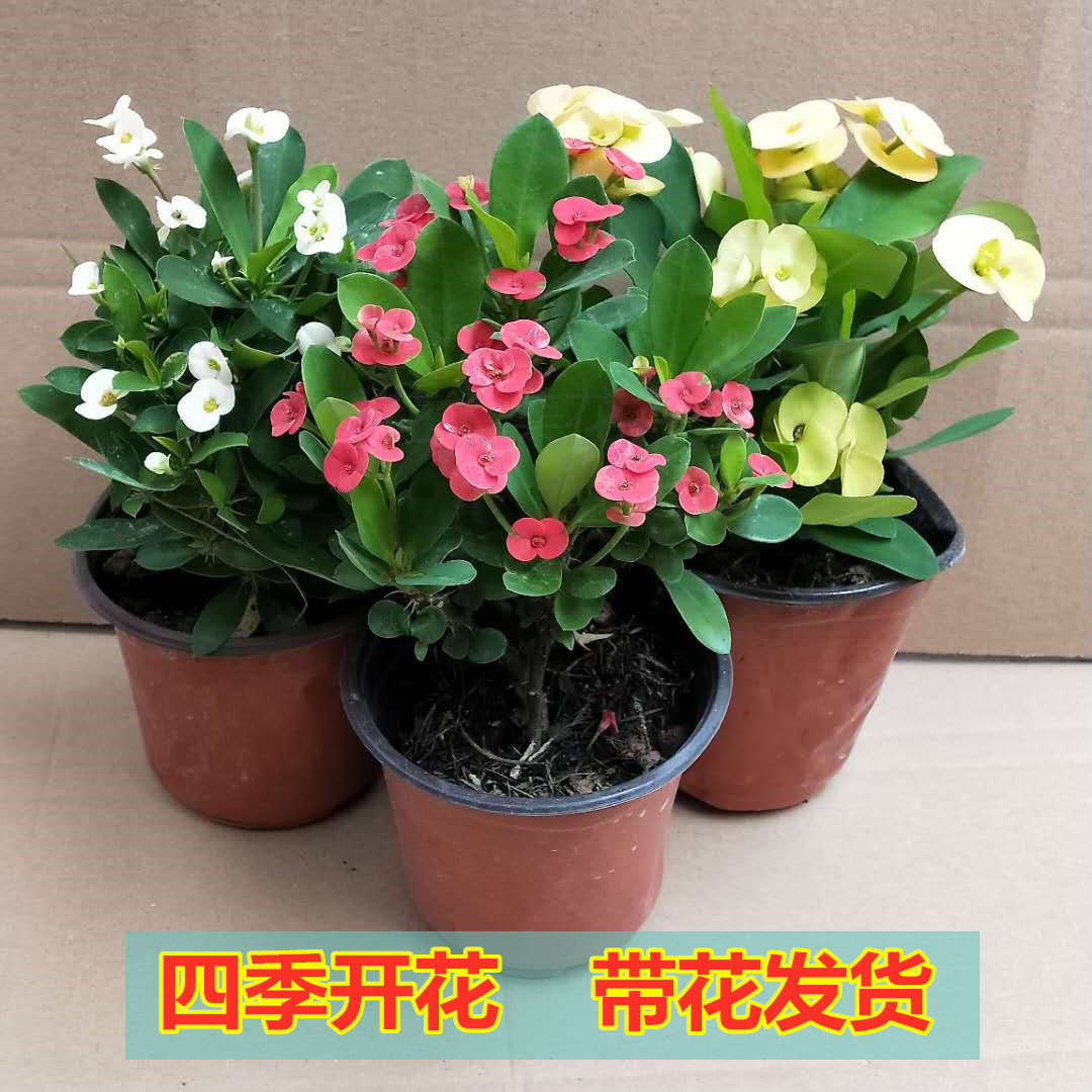 铁海棠黄色虎刺梅盆栽花开不断虎刺梅小花四季开花室内 种苗花卉网